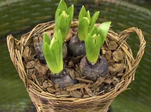 Посадка тюльпанов в горшки. Рекомендуем