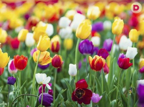 Посадка тюльпанов в горшки. Рекомендуем