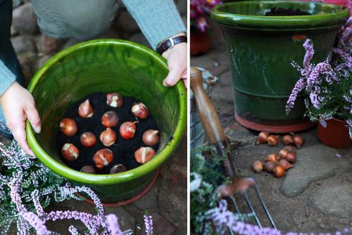 Посадка тюльпанов осенью в горшки. Как посадить тюльпаны в корзины осенью