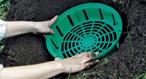 Посадка тюльпанов осенью в горшки. Как посадить тюльпаны в корзины осенью