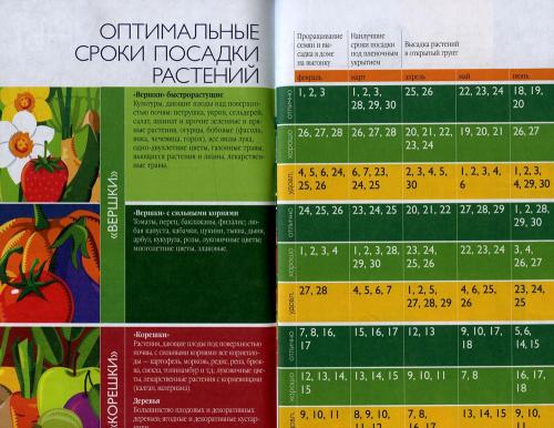 Когда сажать тюльпаны весной. Оптимальные сроки посадки тюльпанов