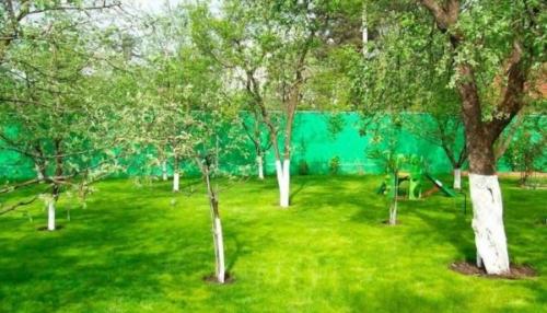 Какие плодовые деревья можно сажать рядом друг с другом таблица. Как совместить плодовые деревья