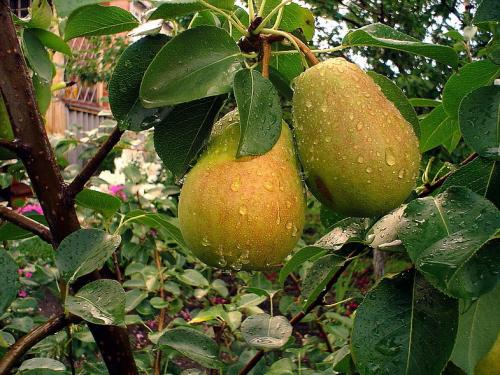 Какие плодовые деревья нельзя сажать рядом друг с другом. Схема совместимости деревьев и кустарников 17