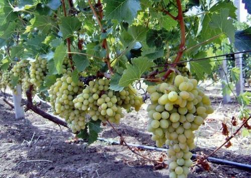 Какие деревья можно сажать рядом друг с другом. Причины несовместимости деревьев 06