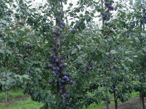 Какие деревья можно сажать рядом друг с другом. Причины несовместимости деревьев 05