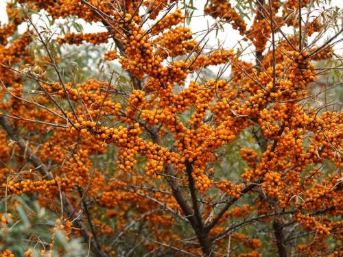 Какие деревья можно сажать рядом друг с другом. Причины несовместимости деревьев 08