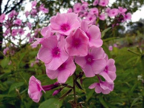 Как сажать флоксы корнями. Однолетние флоксы – посадка и уход