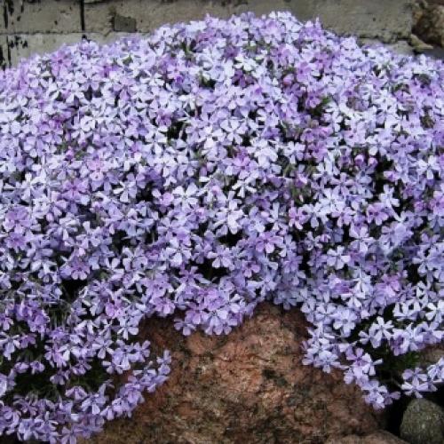 Все о размножении многолетних флоксов. Общие характеристики 02