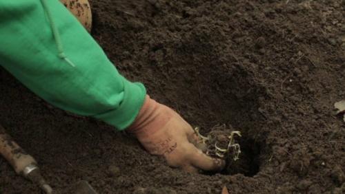 Как посадить флоксы из магазина. Как правильно посадить флоксы весной: пошаговая инструкция