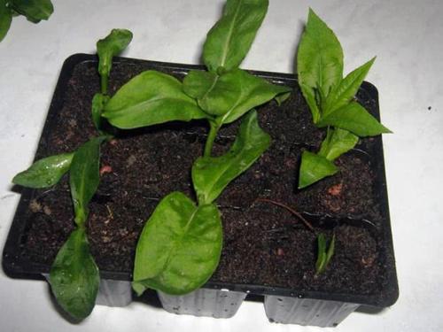 Как сажать флоксы корнями. Однолетние флоксы – посадка и уход