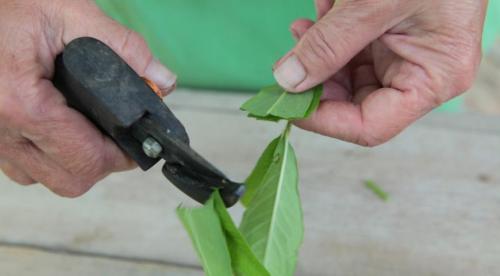 Все о размножении многолетних флоксов. Общие характеристики 16