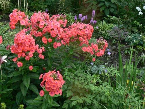 Как сажать флоксы корнями. Однолетние флоксы – посадка и уход