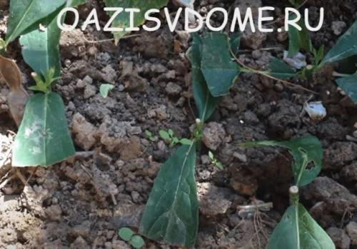 Осеннее черенкование флоксов. Как черенковать и укоренить флоксы черенками пошагово с фото