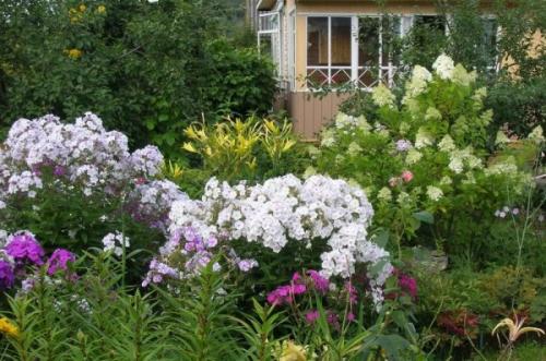 Как посадить флоксы из магазина. Как правильно посадить флоксы весной: пошаговая инструкция