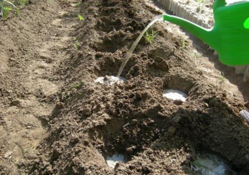 Как посадить флоксы из магазина. Как правильно посадить флоксы весной: пошаговая инструкция