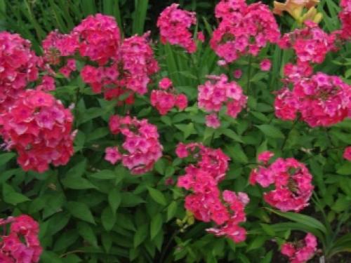 Все о размножении многолетних флоксов. Общие характеристики 05