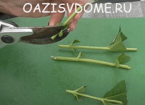 Осеннее черенкование флоксов. Как черенковать и укоренить флоксы черенками пошагово с фото