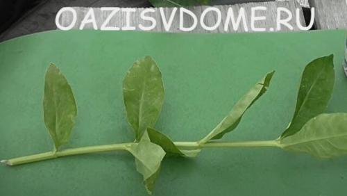 Осеннее черенкование флоксов. Как черенковать и укоренить флоксы черенками пошагово с фото