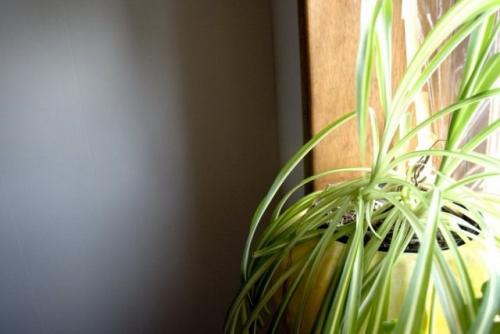 Как обеспечить достаточное освещение для комнатных цветов осенью. Естественное освещение