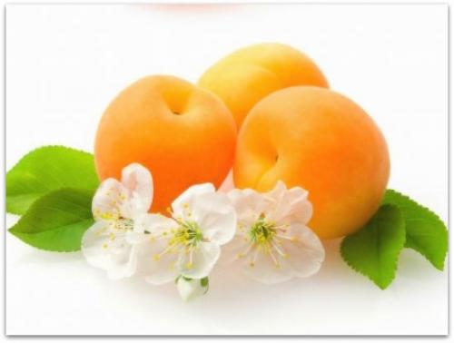 Поздние сорта абрикоса. Ранние сорта абрикосов 03