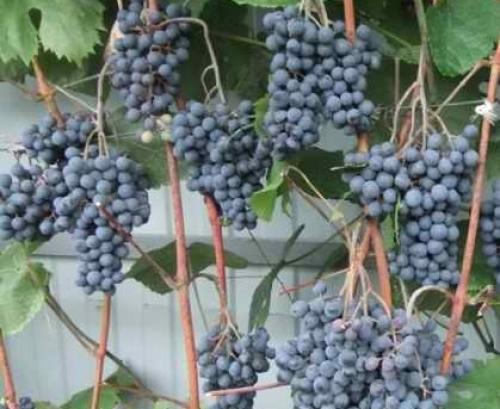 Виноград натали описание сорта. Эти Винограды прощает ошибки, дают Отличный и Вкусный урожай даже у начинающих садоводов. Рассказываю, почему именно эти сорта 16 Виноград натали описание сорта. Эти Винограды прощает ошибки, дают Отличный и Вкусный урожай даже у начинающих садоводов. Рассказываю, почему именно эти сорта 16