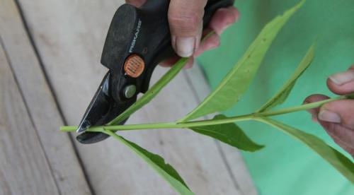 Как размножить флоксы черенками. Как самому размножить флокс кусочком стебля? 01