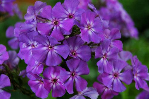 Флоксы размножение. Размножение флоксов делением куста