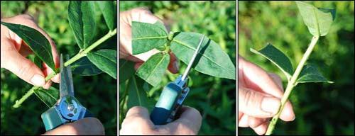 Как быстро размножить флоксы. Размножение стеблевыми черенками