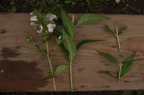 Как размножить флоксы делением куста. А ну делись! Как правильно размножать флоксы