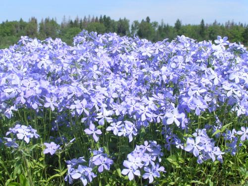 Чем подкормить флокс шиловидный. Сажаем цветочки