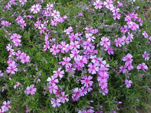 Флокс шиловидный обрезка весной. Описание растения