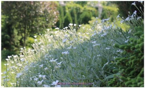 Как обрезать ясколку после цветения. Высадка и уход в открытом грунте