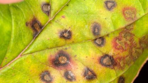 Флокс шиловидный засох. Болезни флоксов, вызывающие пожелтение листьев