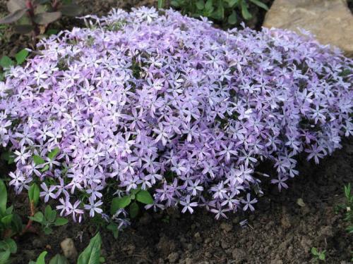 Флокс шиловидный после цветения, что делать. Сажаем цветочки