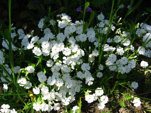 Флокс шиловидный после цветения, что делать. Сажаем цветочки