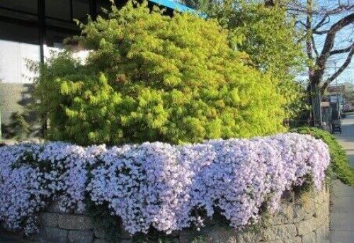 Флокс шиловидный, как ухаживать и пересаживать осенью. Делим и пересаживаем флокс шиловидный 02