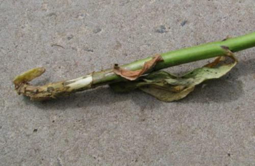 Флокс шиловидный засох. Болезни флоксов, вызывающие пожелтение листьев