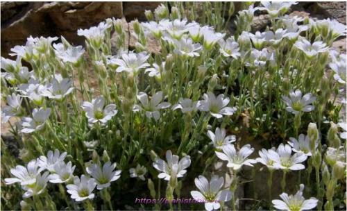 Как обрезать ясколку после цветения. Высадка и уход в открытом грунте