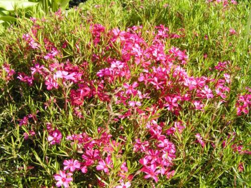 Флокс шиловидный, как ухаживать и пересаживать осенью. Делим и пересаживаем флокс шиловидный 13