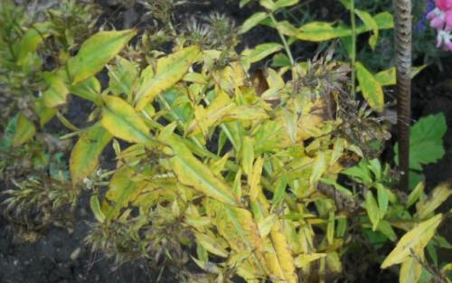 Флокс шиловидный засох. Болезни флоксов, вызывающие пожелтение листьев