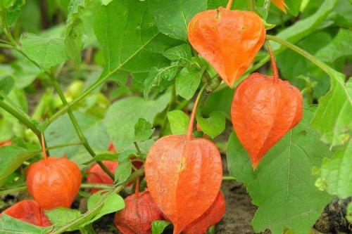 Какие сорта Физалис съедобный и декоративный существуют. Физалис (60 фото): виды, уход и посадка в открытом грунте