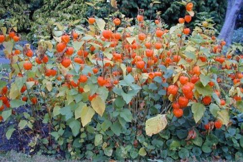 Какие сорта Физалис съедобный и декоративный существуют. Физалис (60 фото): виды, уход и посадка в открытом грунте