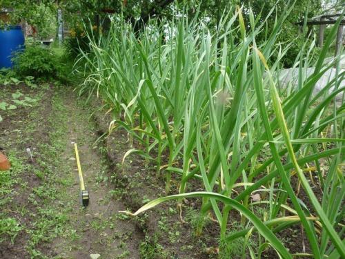 Как рыхлить чеснок. Ошибки весеннего ухода за озимым чесноком, которые могут серьезно сказаться на качестве урожая