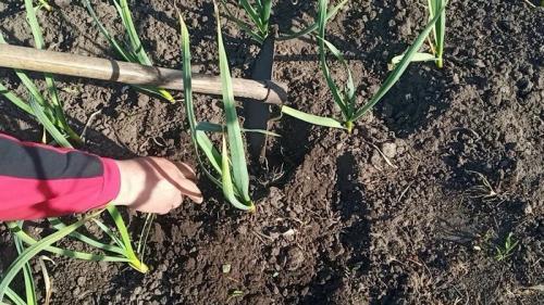 Как рыхлить чеснок. Ошибки весеннего ухода за озимым чесноком, которые могут серьезно сказаться на качестве урожая