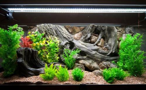 Как правильно нарисовать фон для аквариума на стене. Декоративный фон для аквариума — необходимость или излишество?