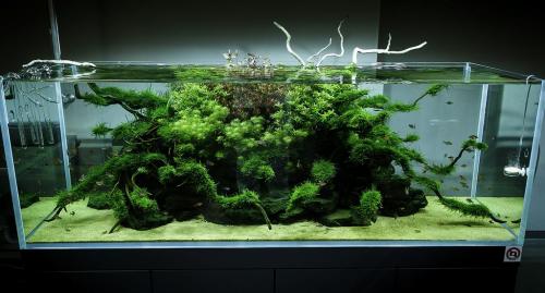 Аквариум на стене: простые шаги для создания живописной композиции 06