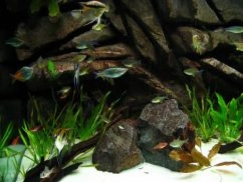 Как выбрать цветовую гамму для аквариума на стене. ВЫБИРАЕМ ЦВЕТ ФОНА