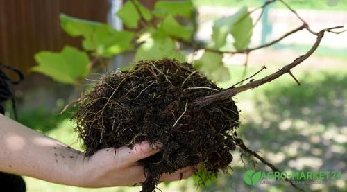 Как правильно посадить северный виноград и ухаживать за ним 11 Как правильно посадить северный виноград и ухаживать за ним 11