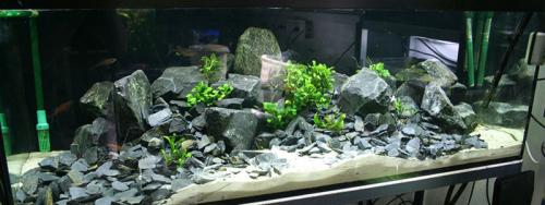 Аквариум на стене: простые шаги для создания живописной композиции 20