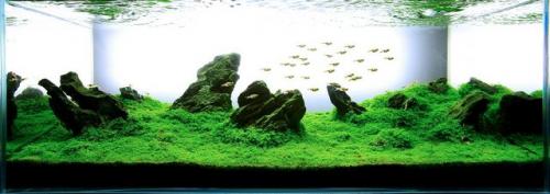 Как выбрать цветовую гамму для аквариума на стене. ВЫБИРАЕМ ЦВЕТ ФОНА